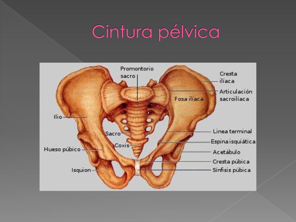 Cintura pélvica Del hueso de la cadera (hueso plano) es de donde extraen médula ósea en las donaciones para pacientes con leucemia.