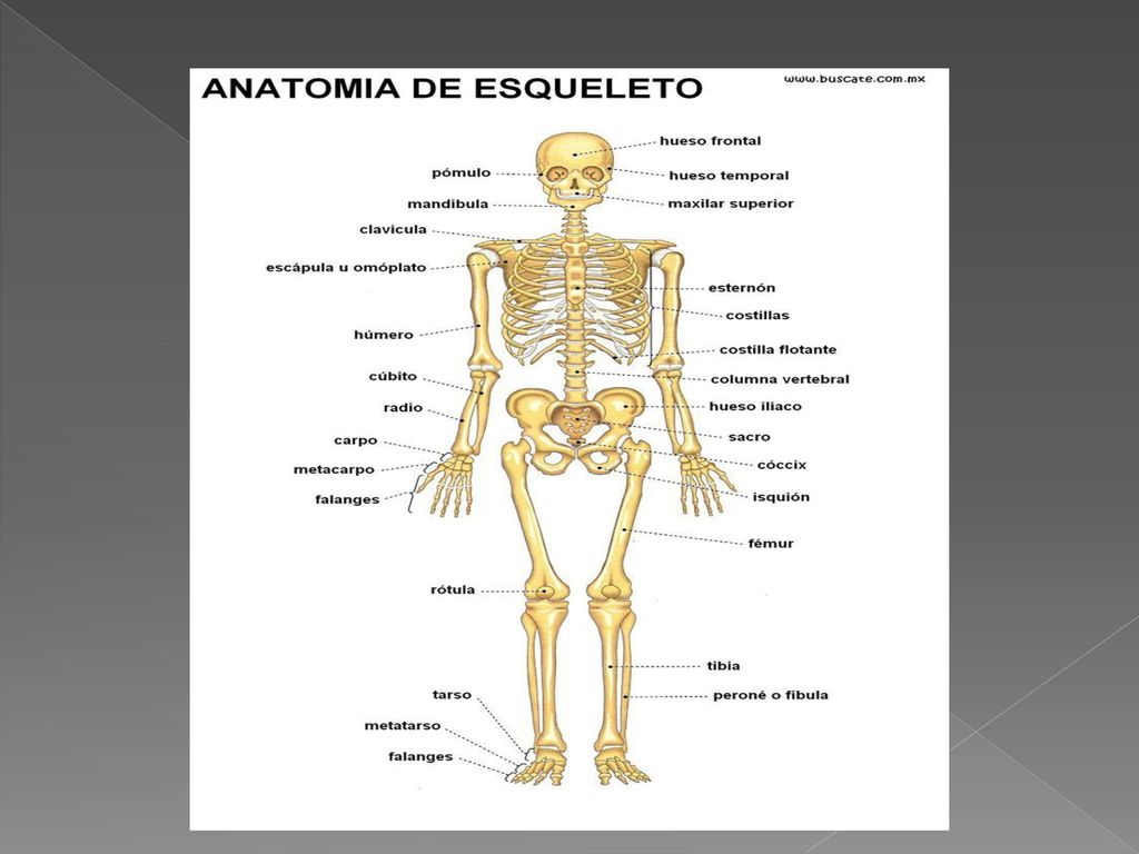 Patela es la rótula y Ulna es el cúbito, y la fíbu