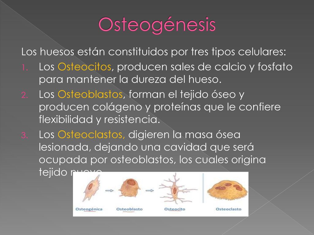 Osteogénesis Los huesos están constituidos por tres tipos celulares: