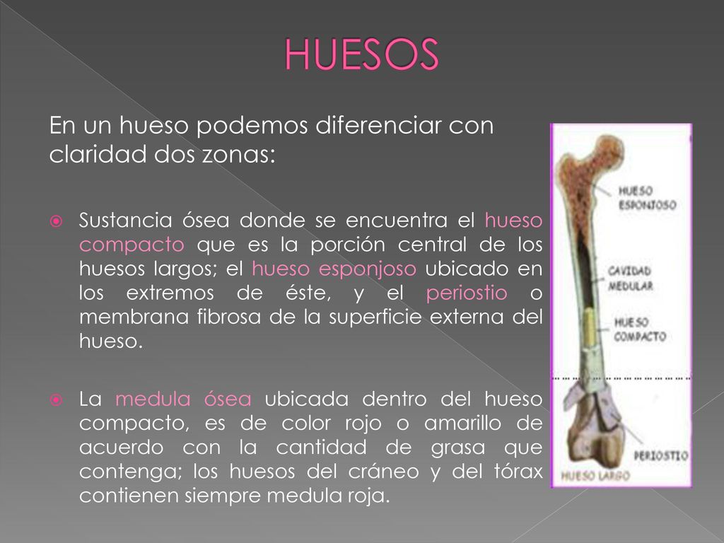 HUESOS En un hueso podemos diferenciar con claridad dos zonas: