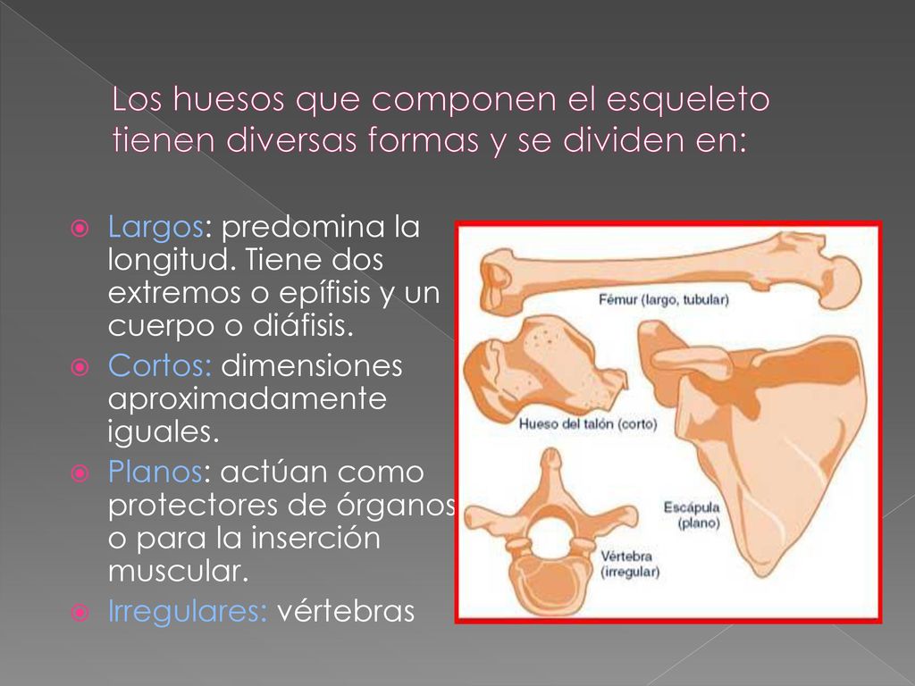 Los huesos que componen el esqueleto tienen diversas formas y se dividen en: