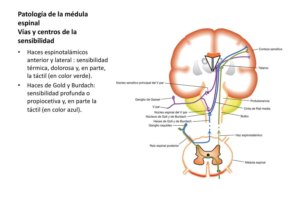Patología de la médula espinal Vías y centros de la sensibilidad