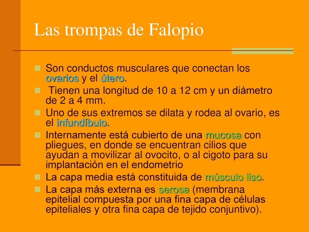 Las trompas de Falopio Son conductos musculares que conectan los ovarios y el útero. Tienen una longitud de 10 a 12 cm y un diámetro de 2 a 4 mm.