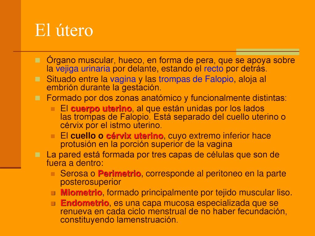 El útero Órgano muscular, hueco, en forma de pera, que se apoya sobre la vejiga urinaria por delante, estando el recto por detrás.