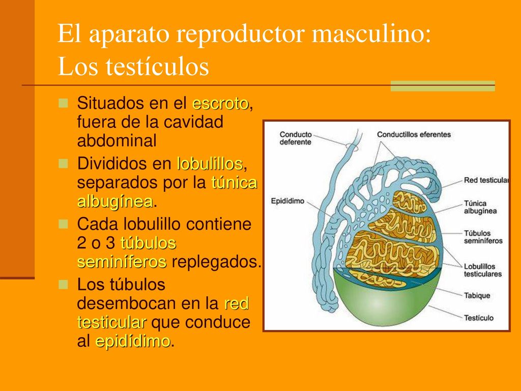 El aparato reproductor masculino: Los testículos