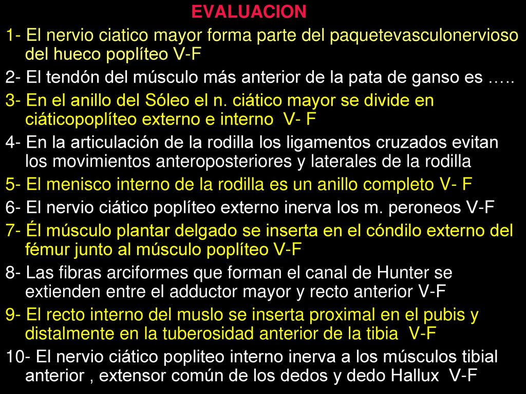 2- El tendón del músculo más anterior de la pata de ganso es …..