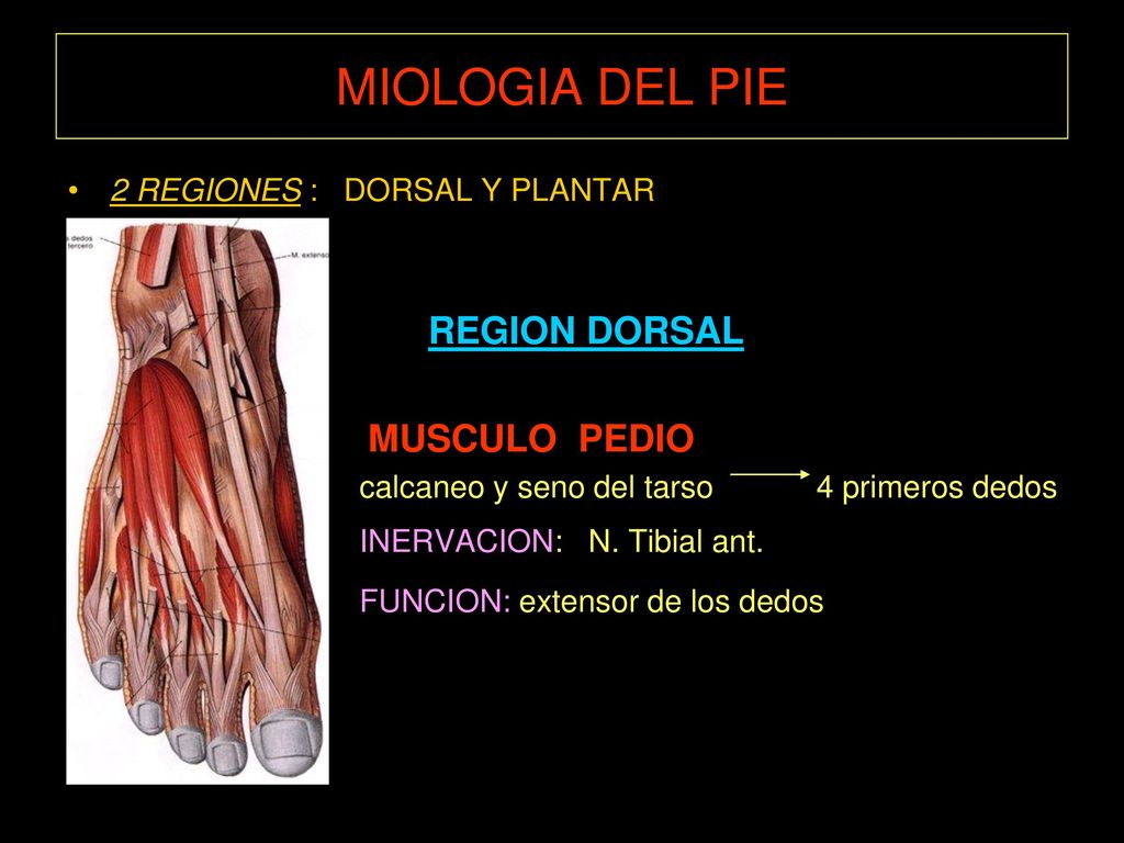 MIOLOGIA DEL PIE 2 REGIONES : DORSAL Y PLANTAR REGION DORSAL