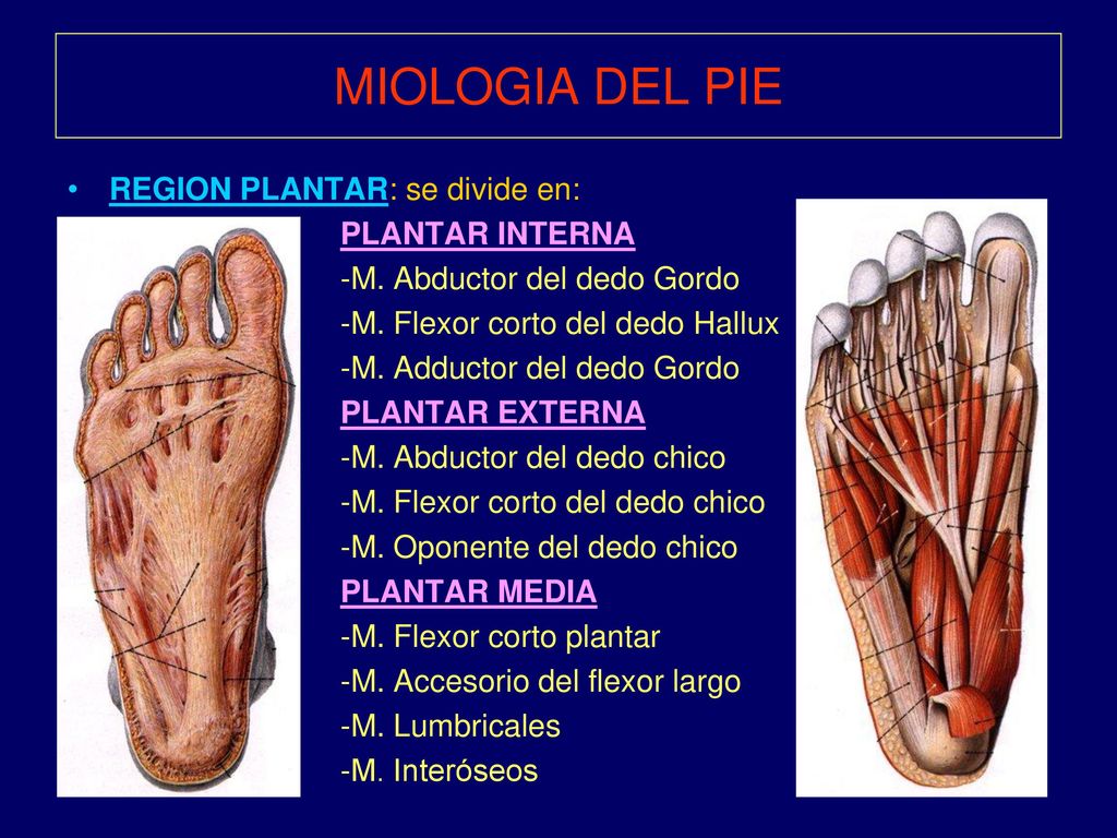 MIOLOGIA DEL PIE REGION PLANTAR: se divide en: PLANTAR INTERNA