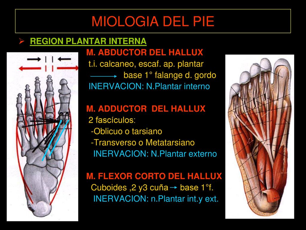 MIOLOGIA DEL PIE REGION PLANTAR INTERNA M. ABDUCTOR DEL HALLUX