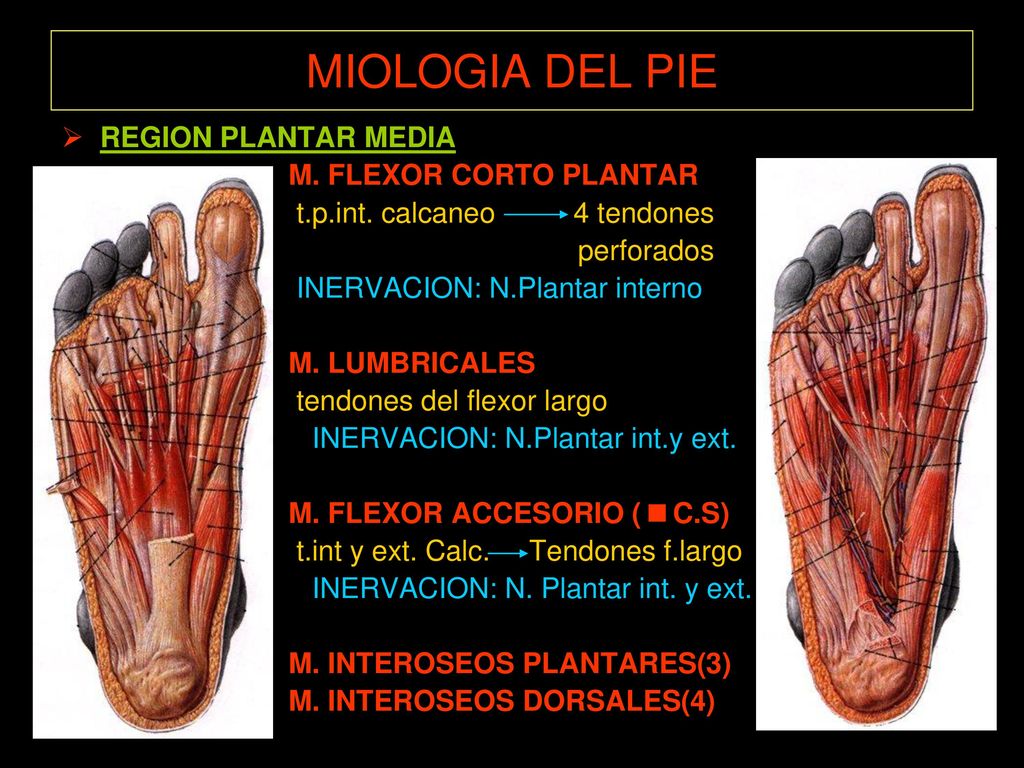 MIOLOGIA DEL PIE REGION PLANTAR MEDIA M. FLEXOR CORTO PLANTAR