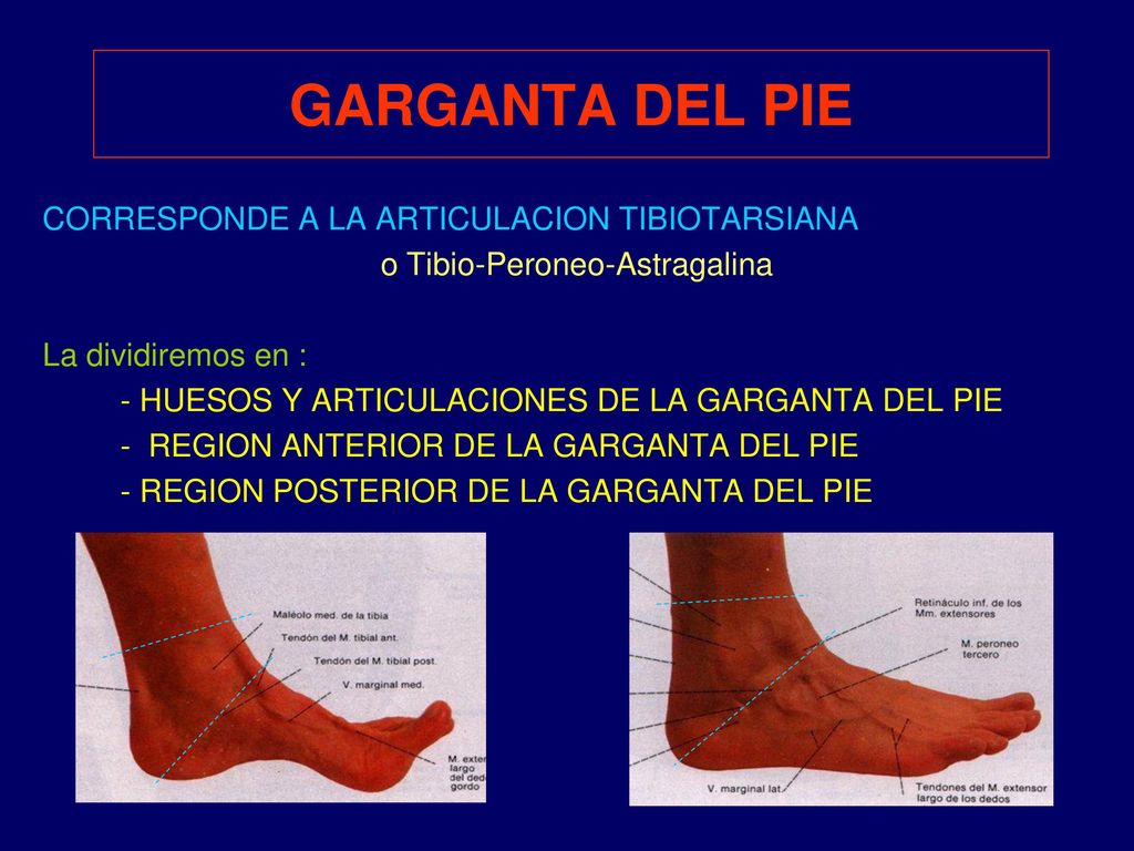 GARGANTA DEL PIE CORRESPONDE A LA ARTICULACION TIBIOTARSIANA