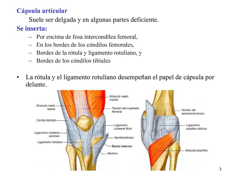 Suele ser delgada y en algunas partes deficiente. Se inserta: