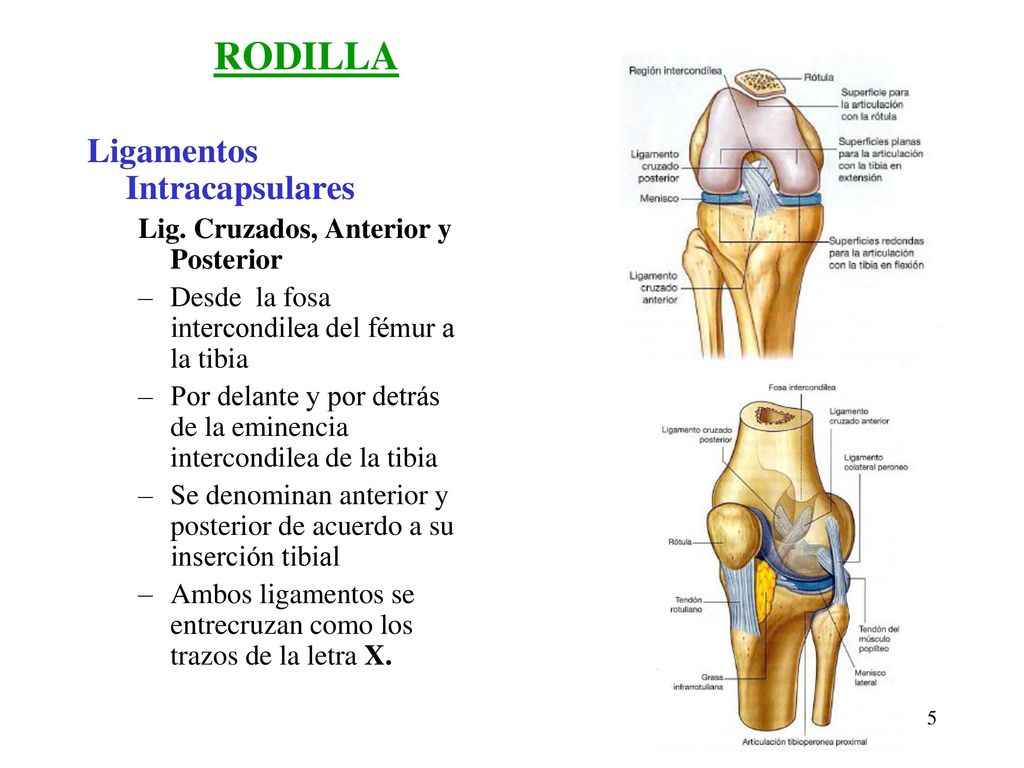 RODILLA Ligamentos Intracapsulares Lig. Cruzados, Anterior y Posterior
