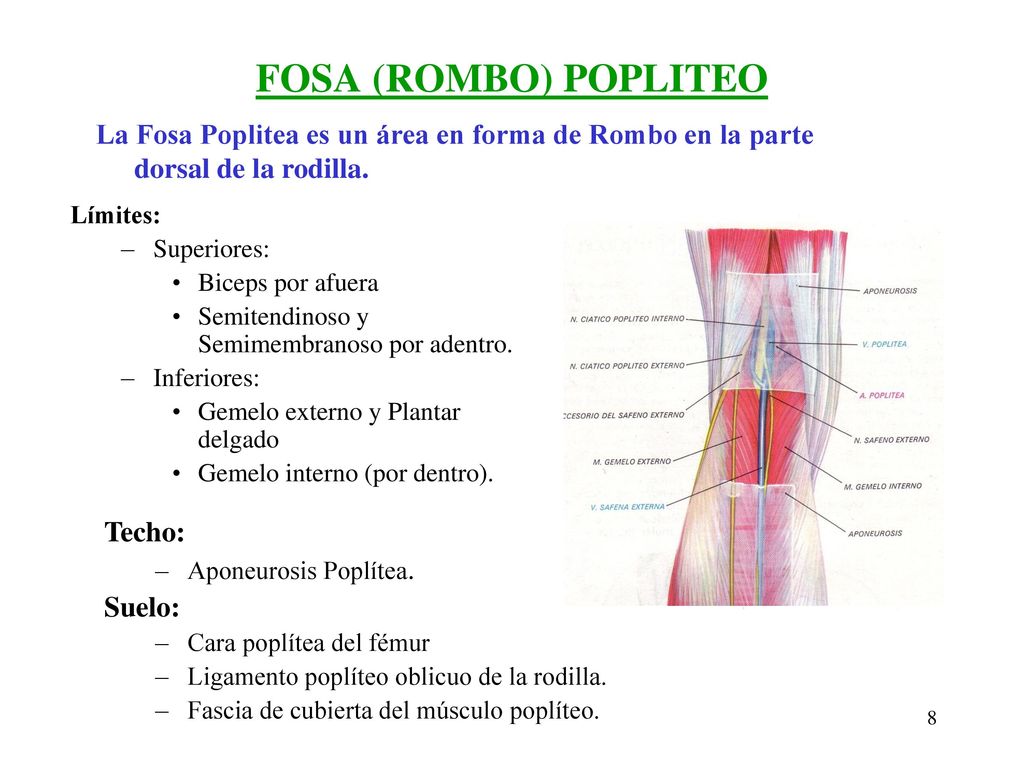 FOSA (ROMBO) POPLITEO La Fosa Poplitea es un área en forma de Rombo en la parte dorsal de la rodilla.
