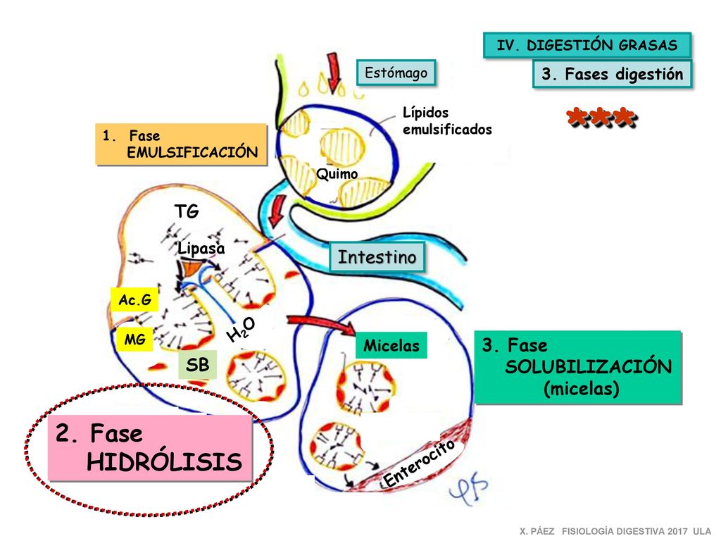 *** 2. Fase HIDRÓLISIS TG Intestino 3. Fase SOLUBILIZACIÓN SB