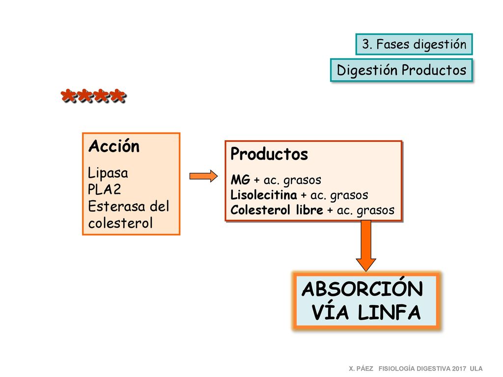 **** ABSORCIÓN VÍA LINFA Acción Productos Digestión Productos Lipasa