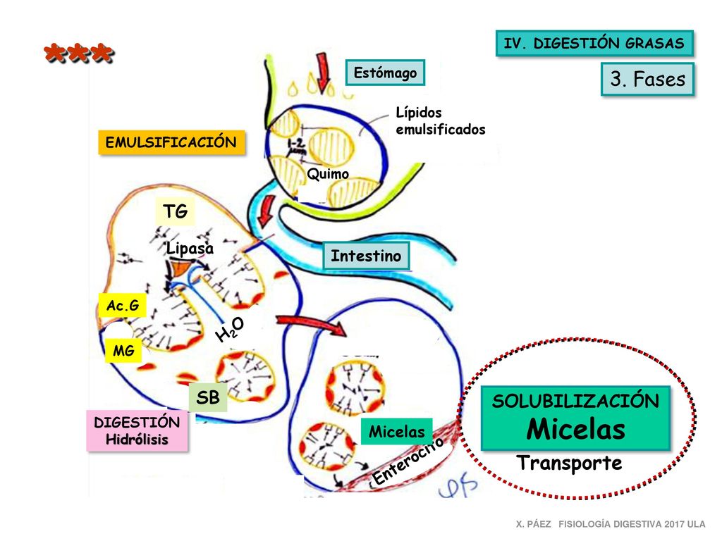 *** ** Micelas 3. Fases Transporte TG SB SOLUBILIZACIÓN Lipasa