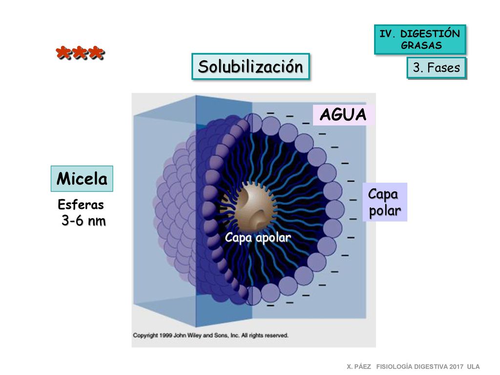 *** Solubilización AGUA Micela Capa polar 3-6 nm 3. Fases Esferas