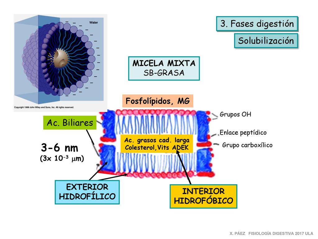 3-6 nm 3. Fases digestión Solubilización Ac. Biliares MICELA MIXTA
