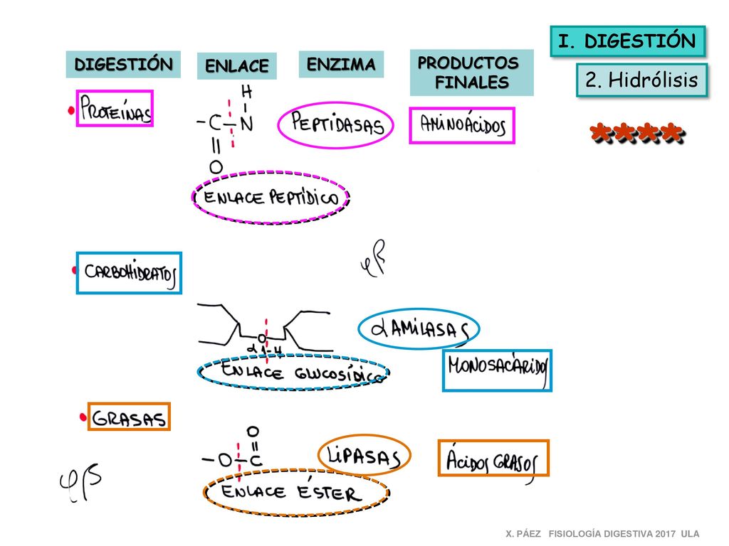 **** 2. Hidrólisis I. DIGESTIÓN DIGESTIÓN ENLACE ENZIMA PRODUCTOS