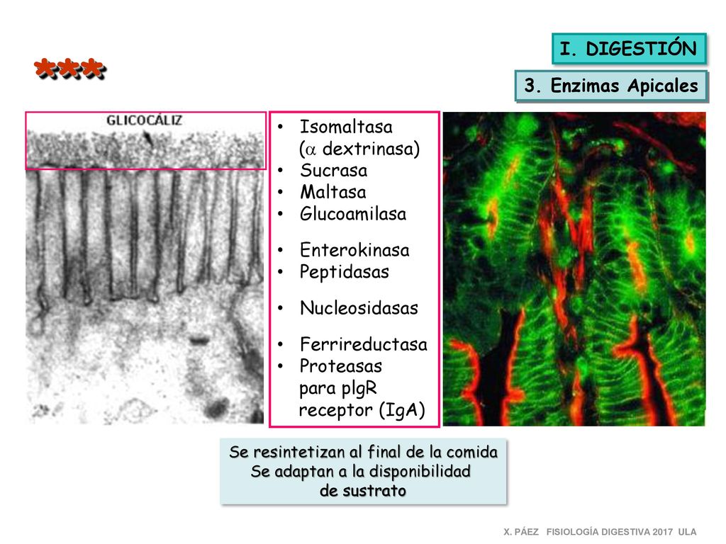 *** I. DIGESTIÓN 3. Enzimas Apicales Isomaltasa (a dextrinasa) Sucrasa