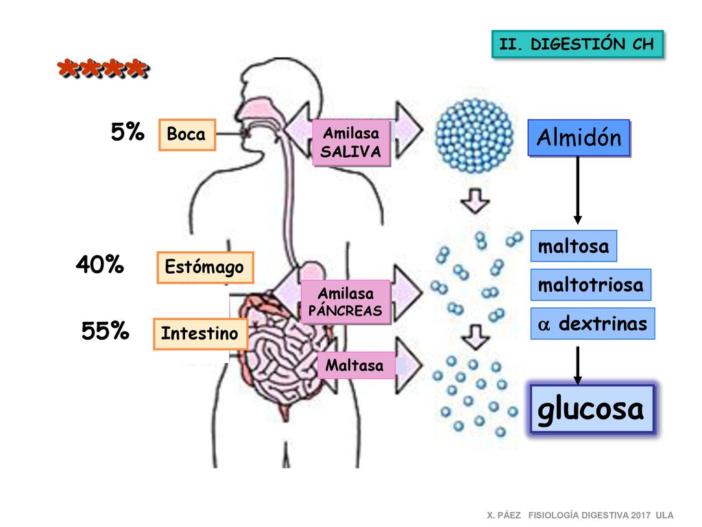 **** glucosa 5% Almidón 40% 55% maltosa maltotriosa a dextrinas Boca