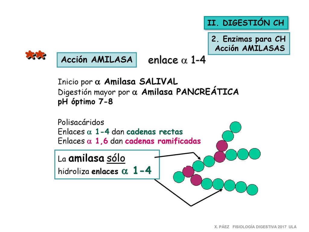 ** enlace a 1-4 Acción AMILASA II. DIGESTIÓN CH 2. Enzimas para CH