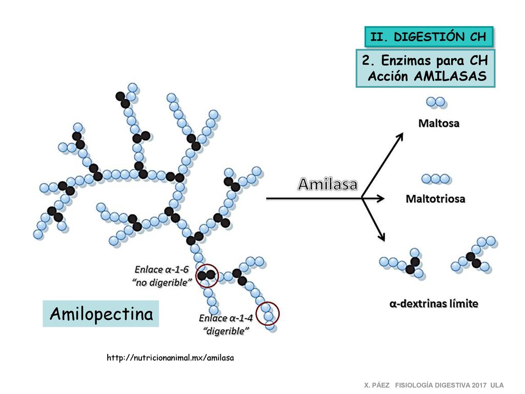 Amilopectina 2. Enzimas para CH Acción AMILASAS II. DIGESTIÓN CH