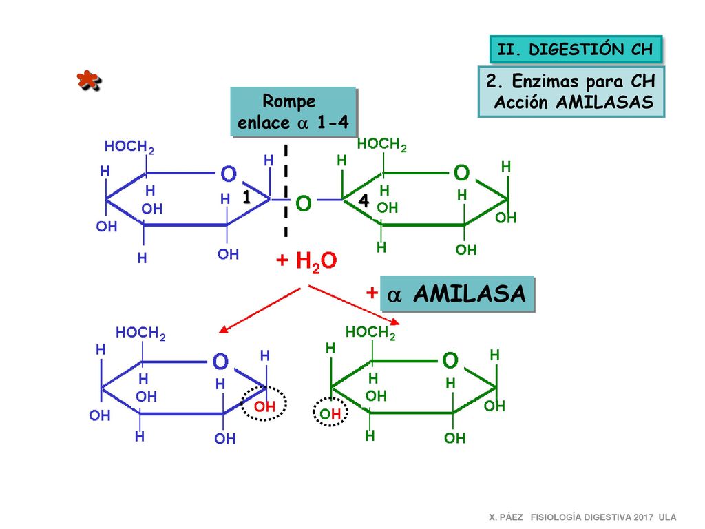 * a AMILASA 2. Enzimas para CH Acción AMILASAS Rompe enlace a