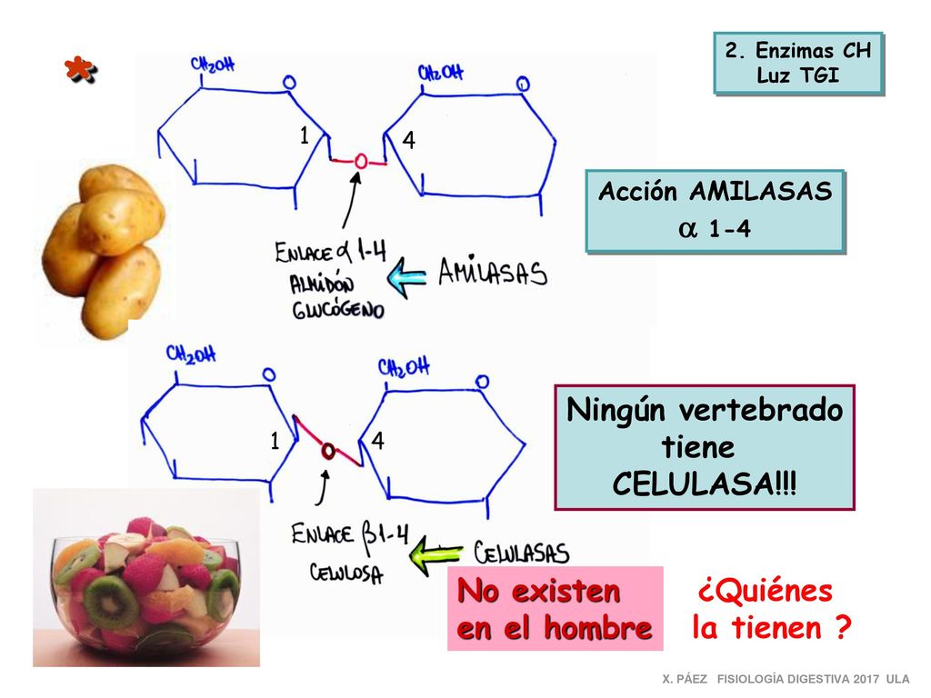 * a 1-4 Ningún vertebrado tiene CELULASA!!! No existen en el hombre