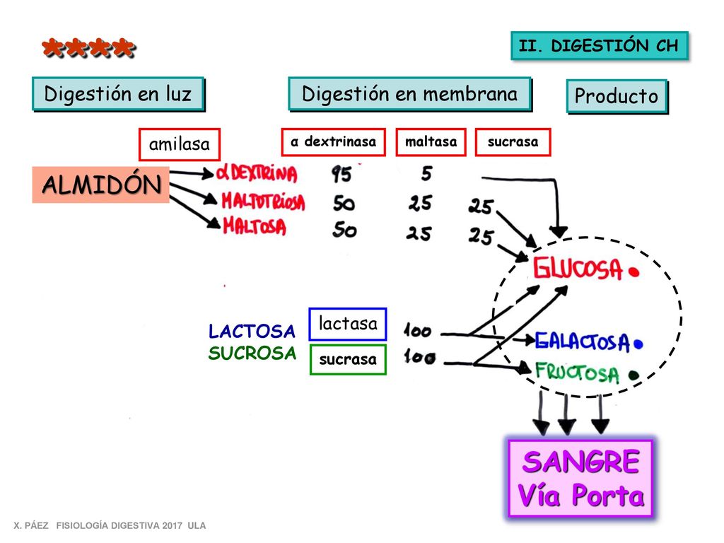 **** SANGRE Vía Porta ALMIDÓN Digestión en luz Digestión en membrana