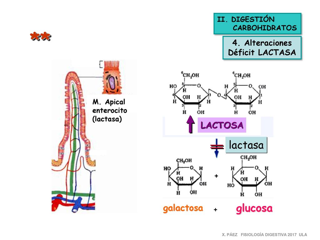 ** lactasa glucosa LACTOSA galactosa 4. Alteraciones Déficit LACTASA +