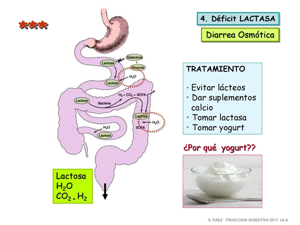 *** Diarrea Osmótica Dar suplementos calcio Tomar lactasa Tomar yogurt