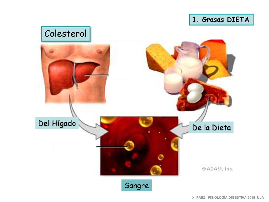 Colesterol Del Hígado De la Dieta Sangre 1. Grasas DIETA