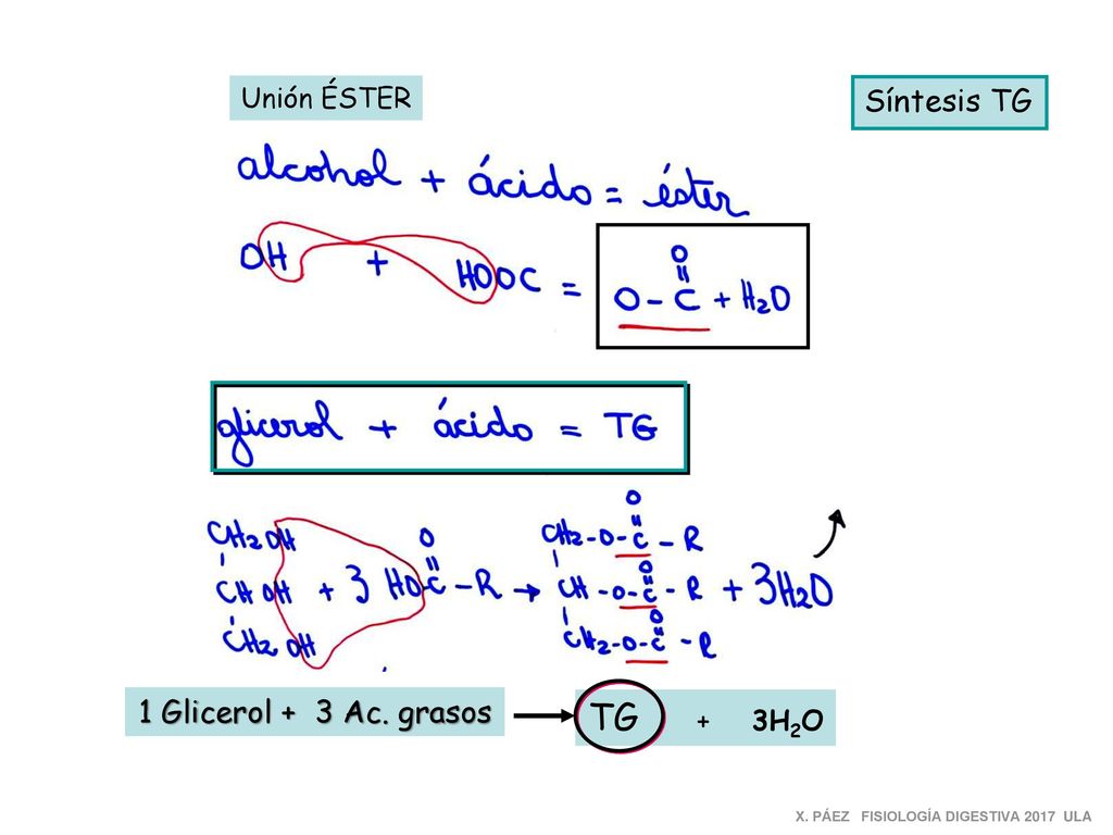 TG + 3H2O Síntesis TG 1 Glicerol + 3 Ac. grasos Unión ÉSTER