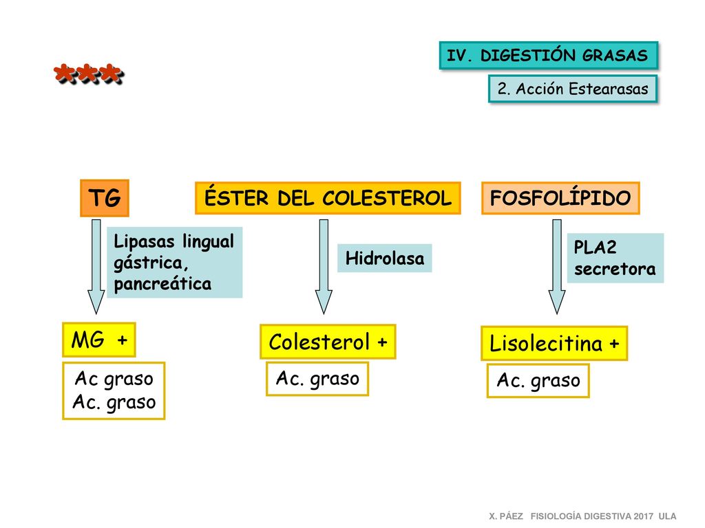 *** TG MG + Colesterol + Lisolecitina + ÉSTER DEL COLESTEROL
