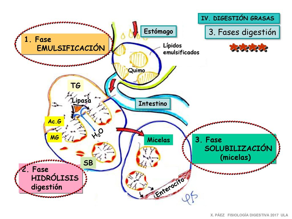 **** 3. Fases digestión Fase EMULSIFICACIÓN TG 3. Fase SOLUBILIZACIÓN