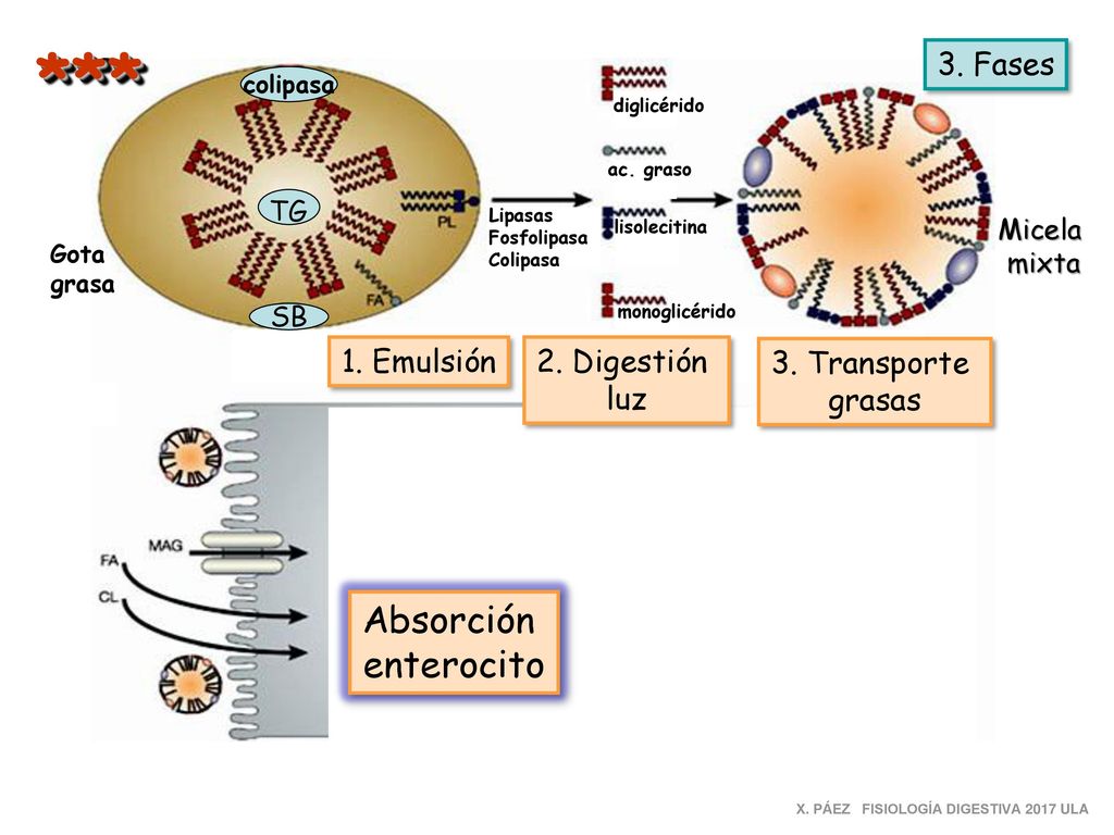*** Absorción enterocito 3. Fases 1. Emulsión 2. Digestión luz