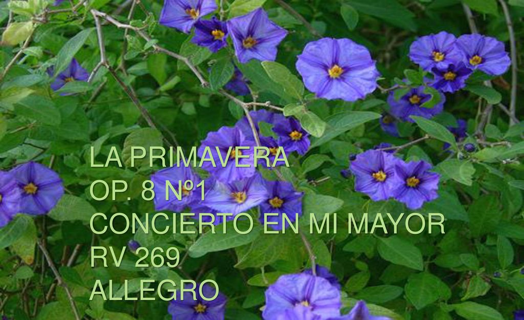 LA PRIMAVERA OP. 8 Nº1 CONCIERTO EN MI MAYOR RV 269 ALLEGRO
