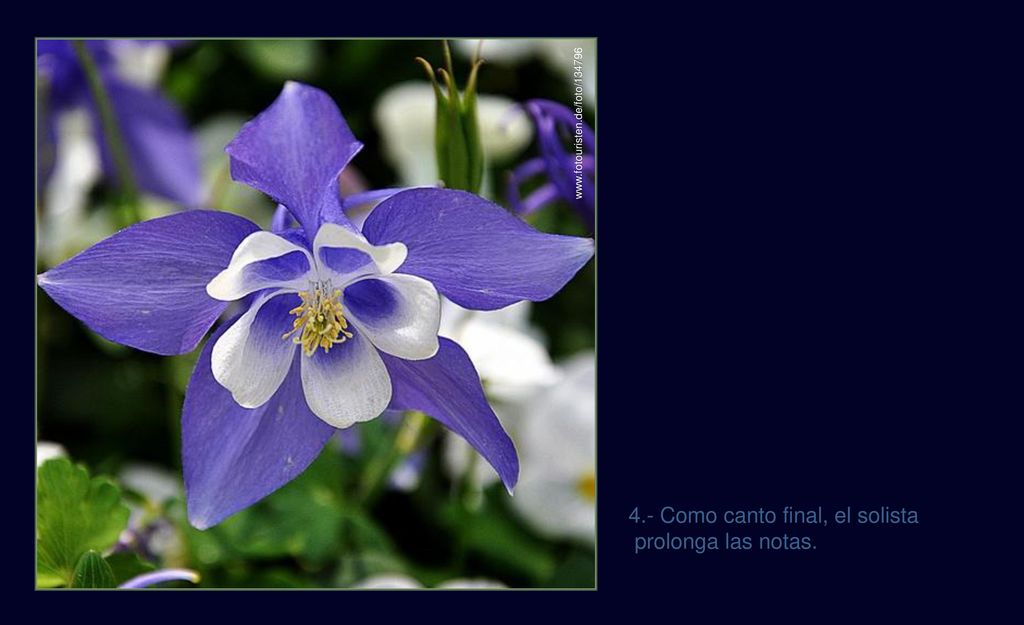 4.- Como canto final, el solista prolonga las notas.