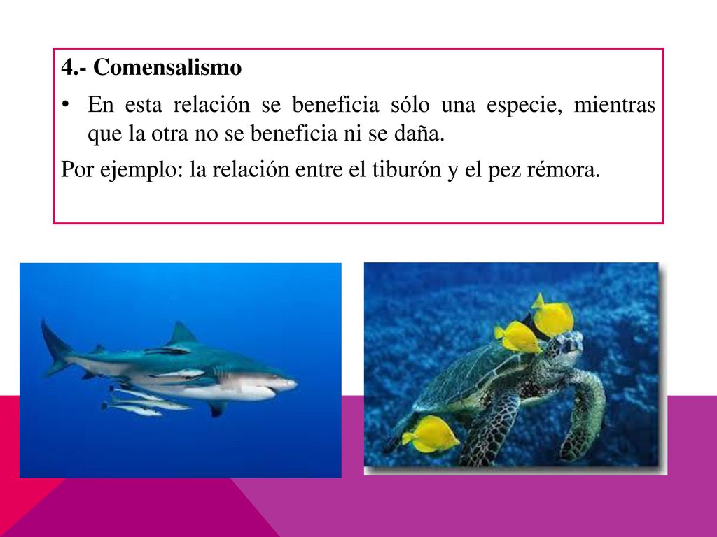 4.- Comensalismo En esta relación se beneficia sólo una especie, mientras que la otra no se beneficia ni se daña.