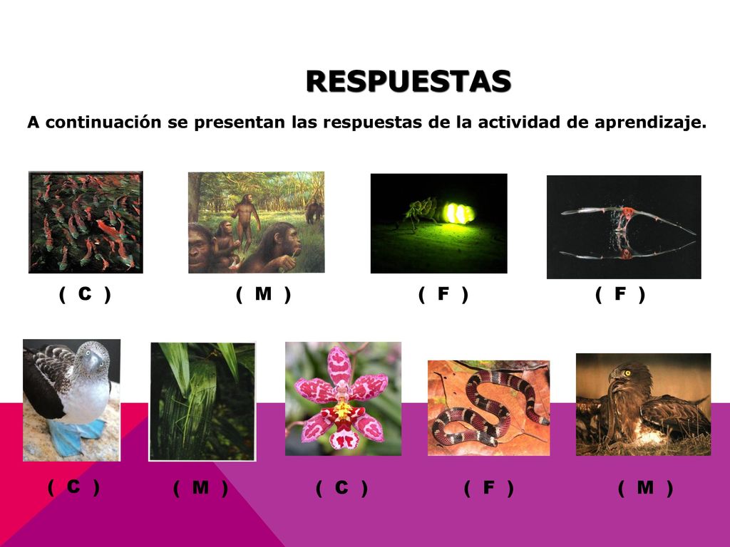 RESPUESTAS ( C ) ( M ) ( F ) ( F ) ( C ) ( M ) ( C ) ( F ) ( M )