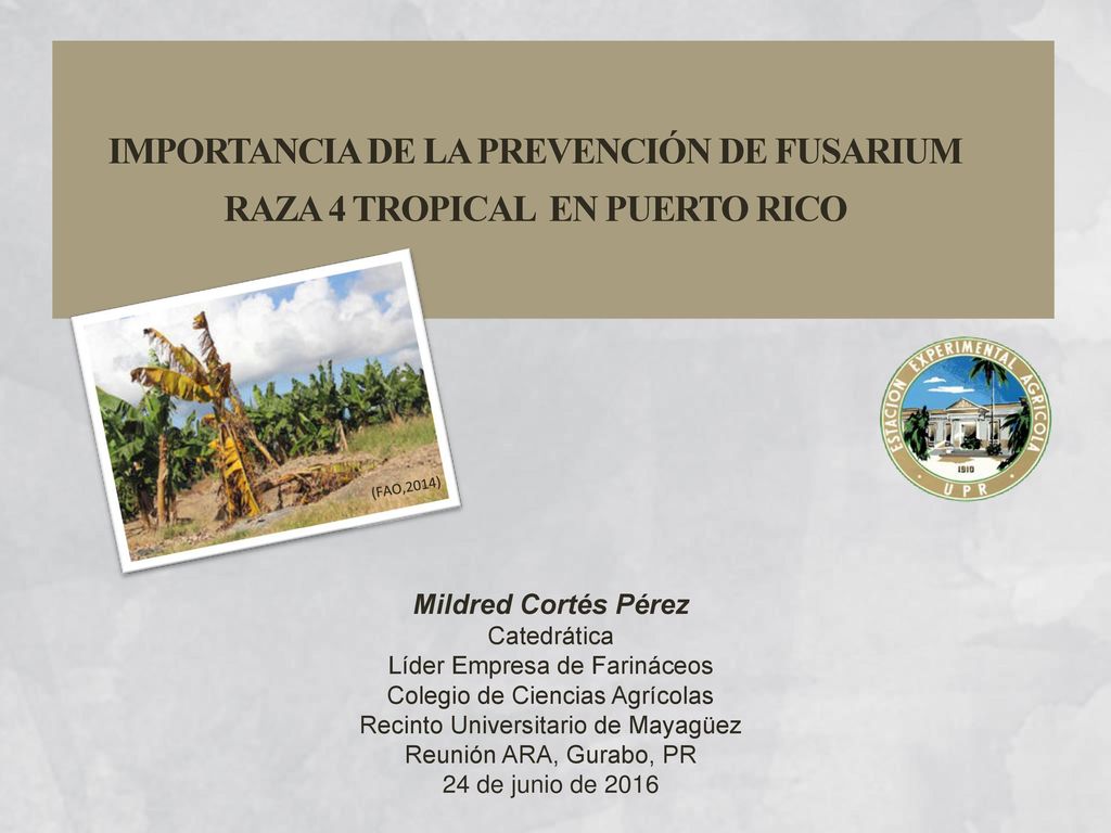IMPORTANCIA DE LA PREVENCIÓN DE FUSARIUM RAZA 4 TROPICAL EN PUERTO RICO
