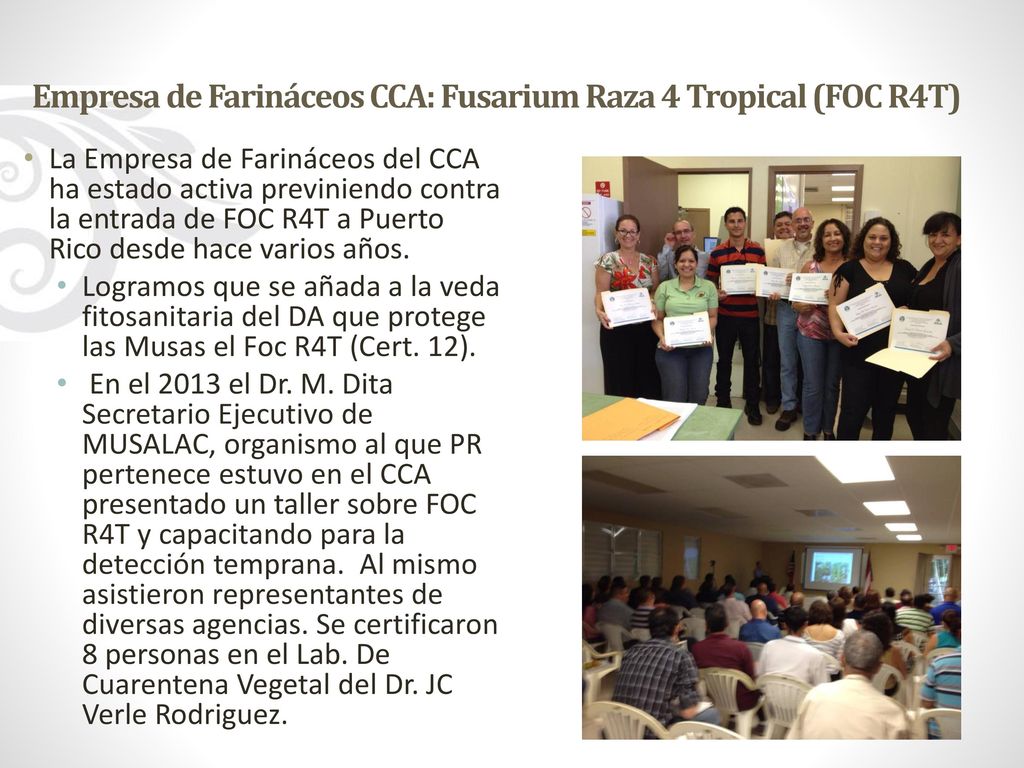 Empresa de Farináceos CCA: Fusarium Raza 4 Tropical (FOC R4T)