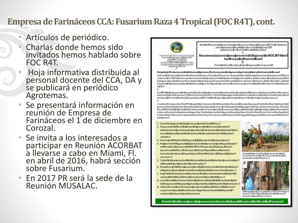 Empresa de Farináceos CCA: Fusarium Raza 4 Tropical (FOC R4T), cont.