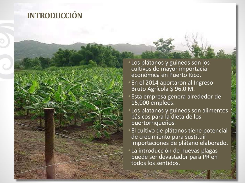 INTRODUCCIÓN Los plátanos y guineos son los cultivos de mayor importacia económica en Puerto Rico.