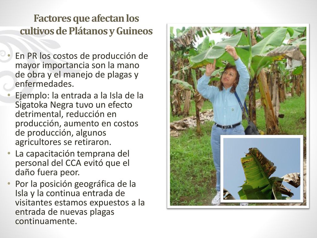 Factores que afectan los cultivos de Plátanos y Guineos