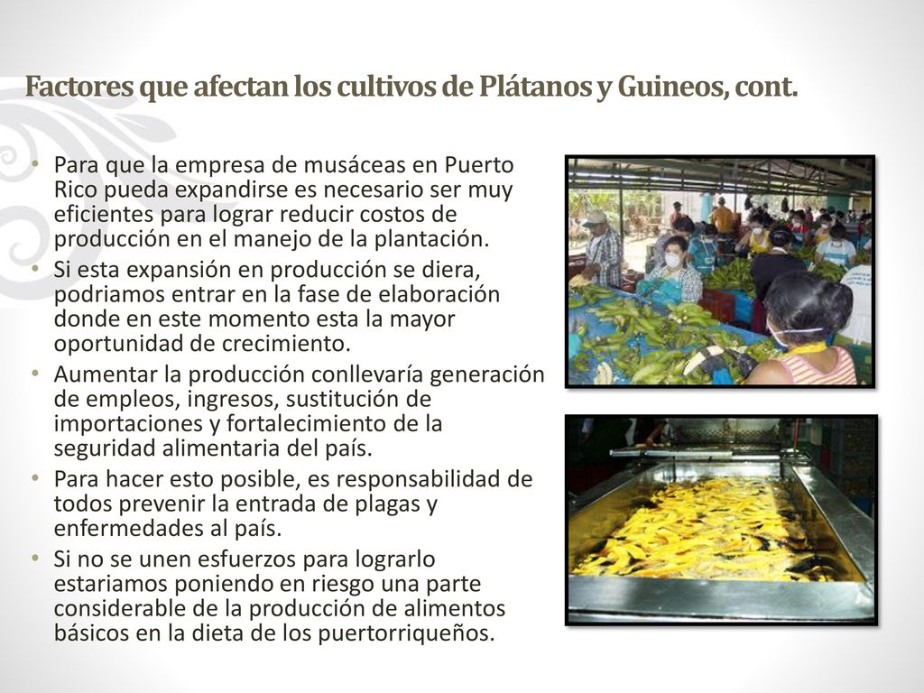 Factores que afectan los cultivos de Plátanos y Guineos, cont.