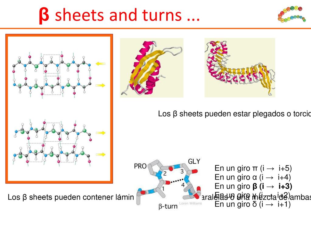 β sheets and turns ... Los β sheets pueden estar plegados o torcidos pero no son flexibles !! En un giro π (i → i+5)