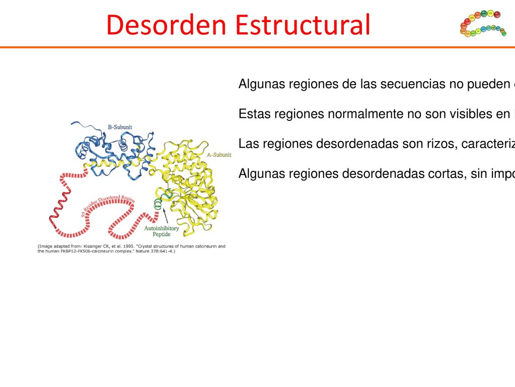 Desorden Estructural Algunas regiones de las secuencias no pueden clasificarse en ninguno de los tipos de estructura secundaria.